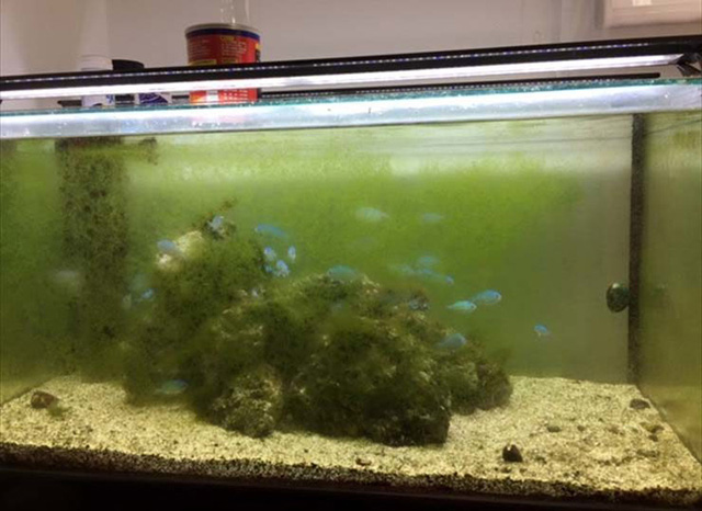 コケで緑色に濁った水槽内を泳ぐ青い熱帯魚の群れ