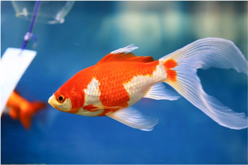 青い背景の水槽内を泳ぐ紅白模様の長い尾ヒレを持つ金魚