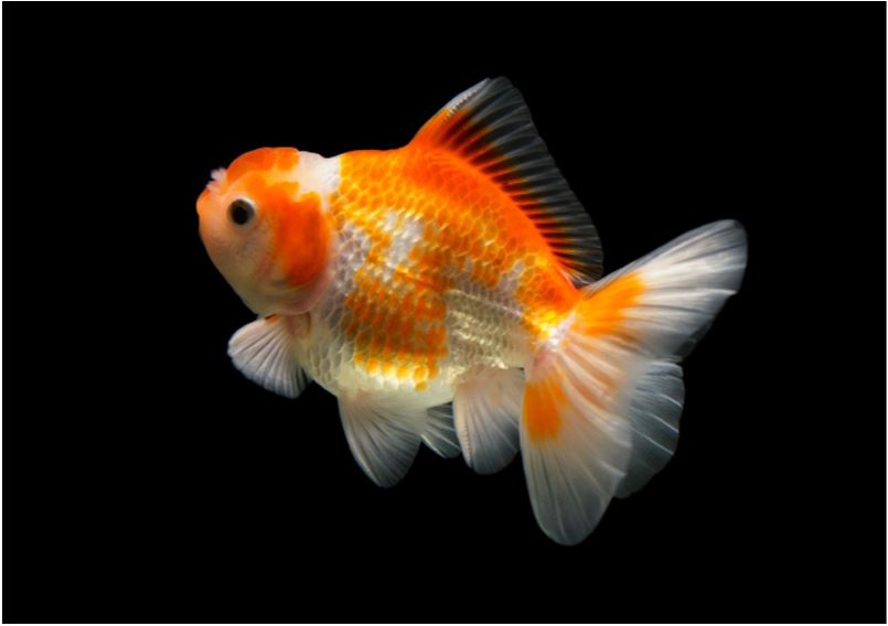 黒背景を泳ぐ赤白の更紗模様の金魚