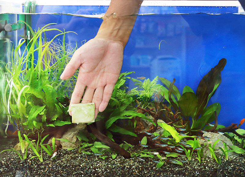 水槽内の水草に固形肥料を埋める人の手とネオンテトラの仲間