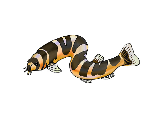 オレンジと黒の縞模様があるドジョウの仲間のイラスト