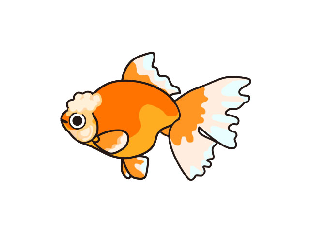 白地に描かれたオレンジ色と白色の金魚のイラスト