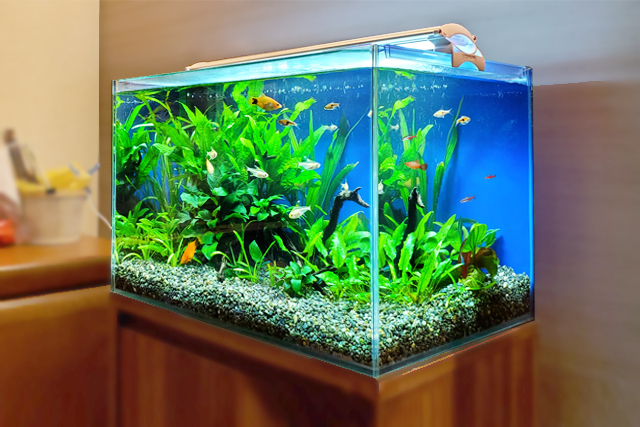 水草が茂る水槽内を泳ぐ小型熱帯魚と青い背景パネル
