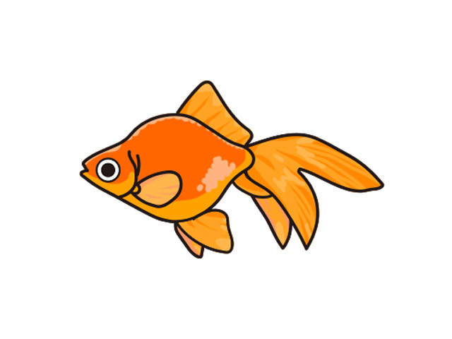 白い背景に描かれたオレンジ色の琉金のイラスト