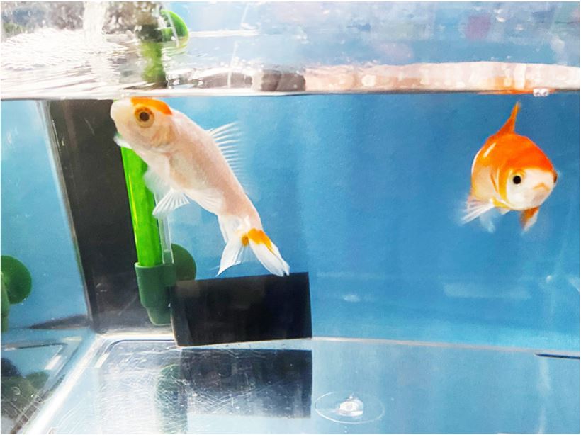青い背景の水槽内を泳ぐ白と赤の2匹の金魚