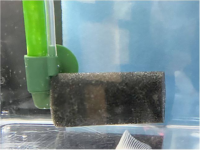 水槽内に設置された黒いスポンジフィルターと緑のパイプ