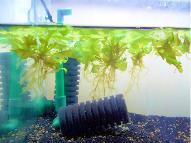 水面に浮かぶ水草とスポンジフィルターを設置した水槽内