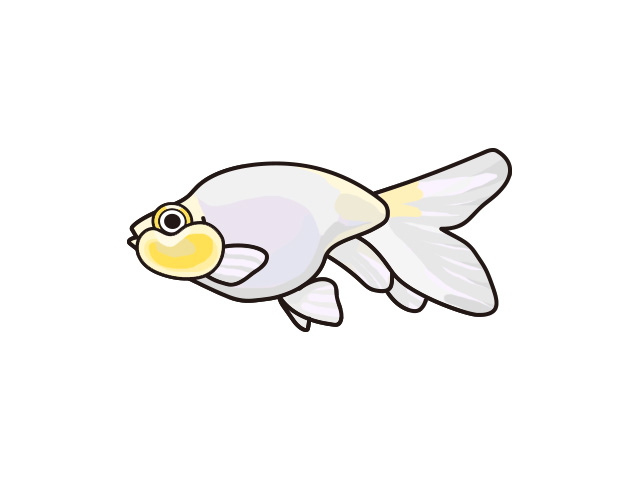 白い体色で頬が膨らんだ金魚のイラスト素材