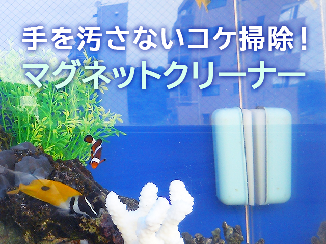 手を汚さないコケ掃除マグネットクリーナーの見出し画像