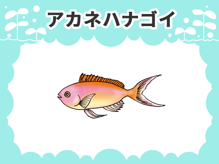 アカネハナゴイのお魚図鑑