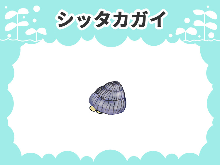 シッタカ貝のお魚図鑑