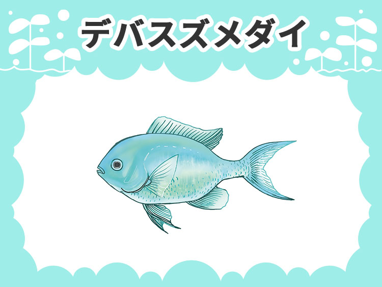 デバスズメダイのお魚図鑑