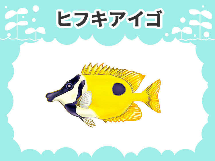 ヒフキアイゴの文字と黄色い海水魚のイラスト画像