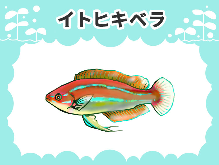 イトヒキベラのお魚図鑑