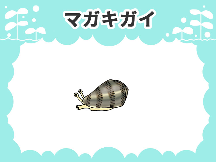マガキ貝のお魚図鑑