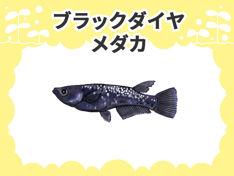 ブラックダイヤメダカの文字と黒いメダカのイラスト画像