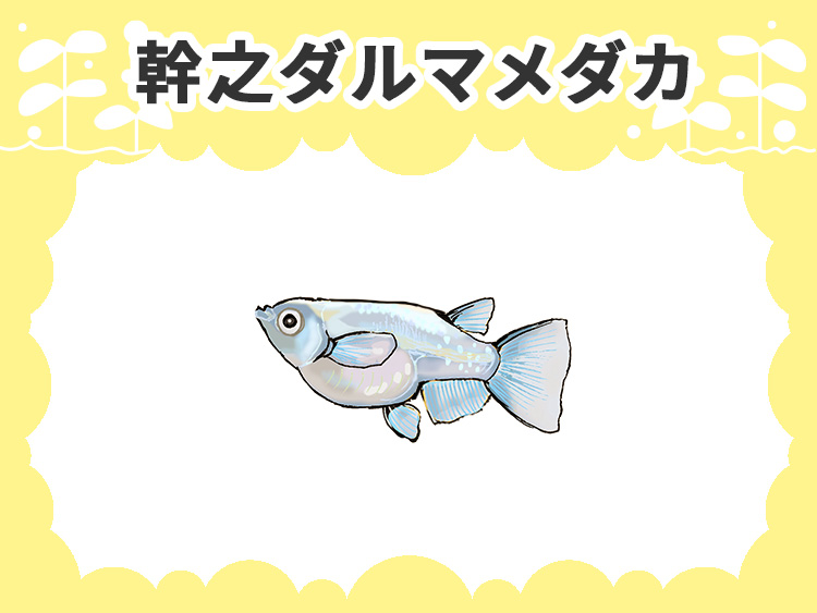 幹之ダルマメダカの文字とメダカのイラストの見出し画像