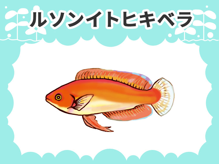 ルソンイトヒキベラの文字と魚のイラストの見出し画像