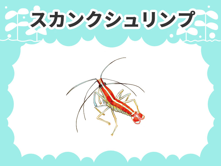 スカンクシュリンプのお魚図鑑