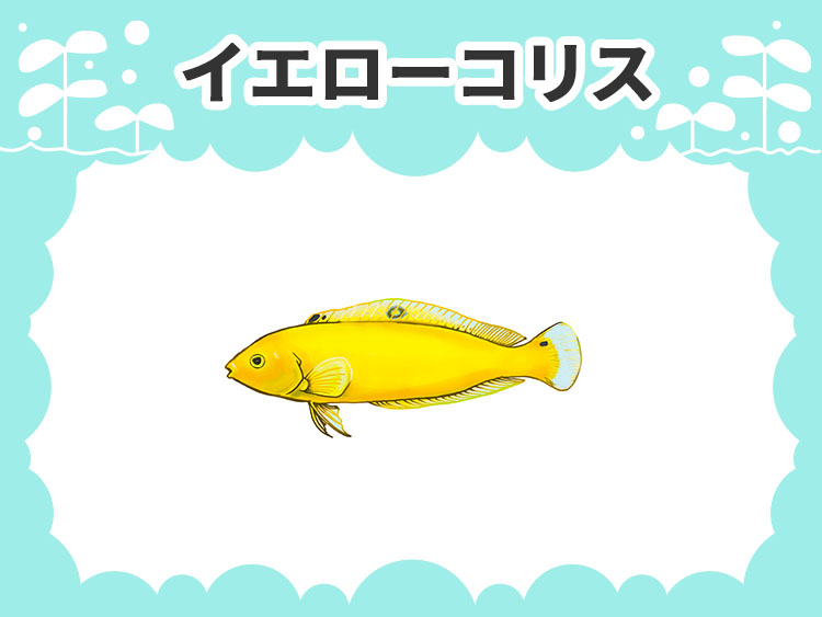 イエローコリスのお魚図鑑