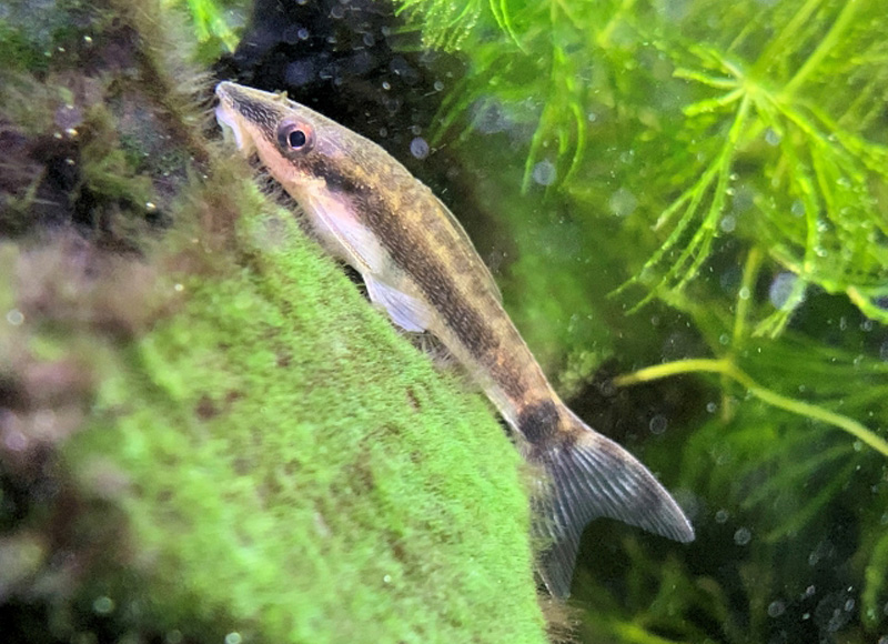 苔の付いた石に張り付くオトシンクルスと背景の水草