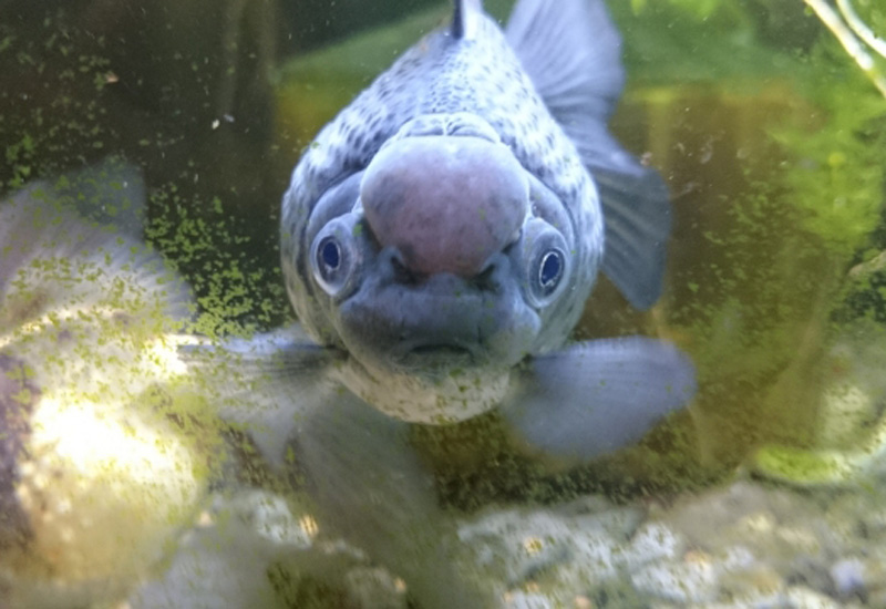 正面を向いて泳ぐ肉瘤が発達した灰色の金魚