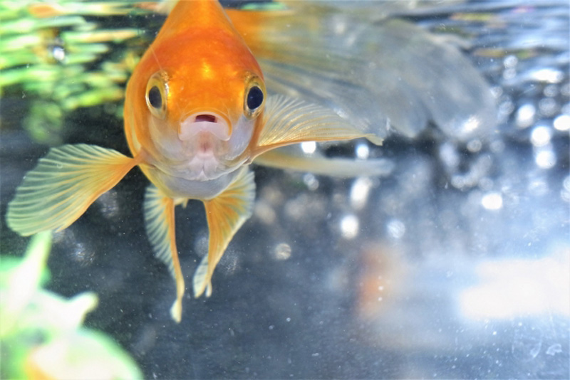 正面を向いて口を開けるオレンジ色の金魚と水槽の気泡