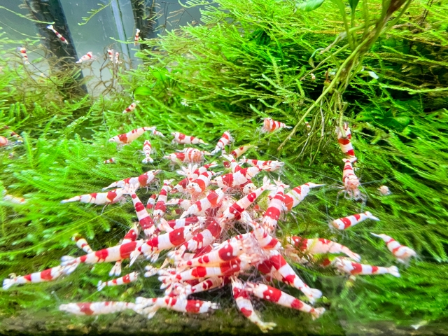 水草に集まる紅白模様の観賞用エビの群れ