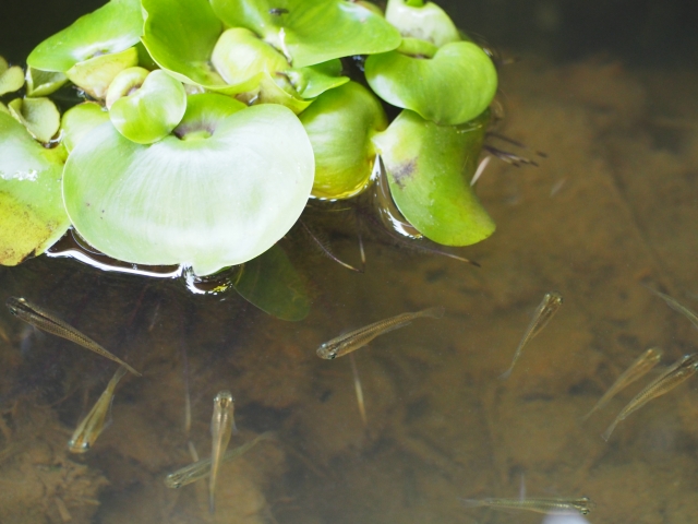 水面に浮かぶホテイアオイと泳ぐメダカの群れ