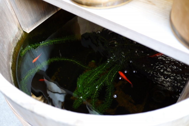 木桶の水槽で泳ぐ赤いメダカと緑色の水草