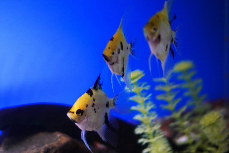 青い背景の水槽を泳ぐエンゼルフィッシュと水草