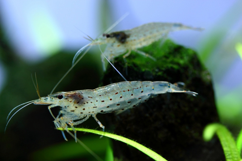 水草の葉や石の上にいる2匹のヤマトヌマエビ