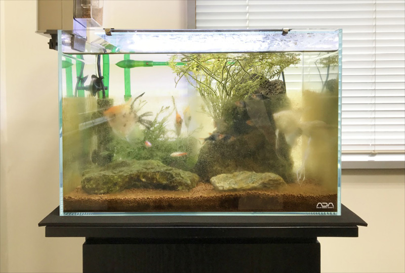 茶色いコケがガラス面に付着した熱帯魚水槽の全景