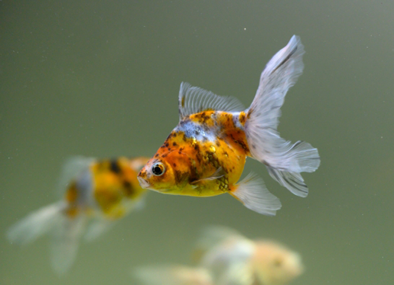 水槽内を泳ぐ三色模様の金魚と長い尾ひれ