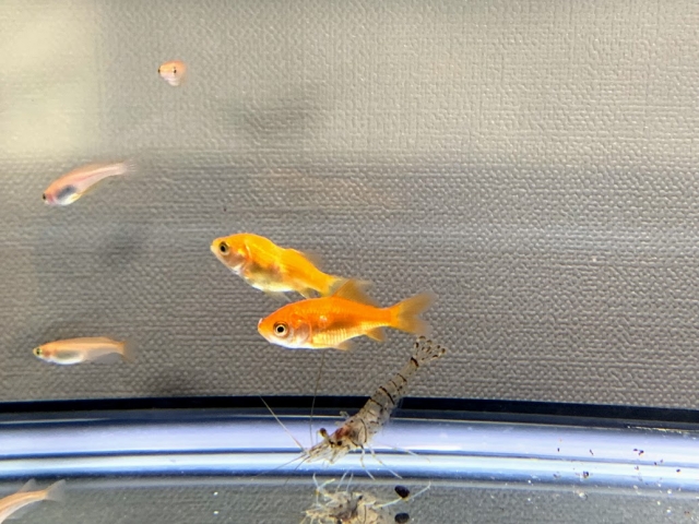 水槽内を泳ぐ金魚とメダカと底にいるエビの仲間