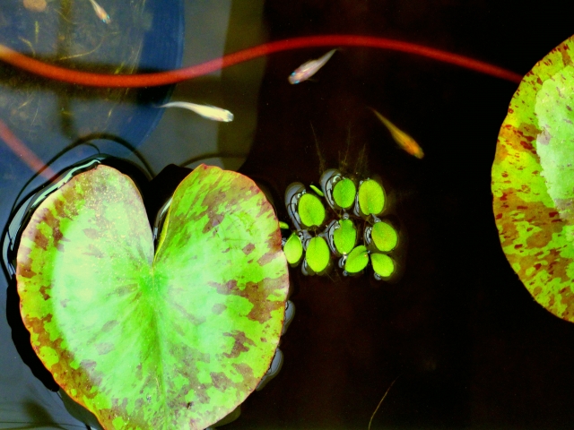 睡蓮の葉と浮き草の間を泳ぐ数匹のメダカの俯瞰画像