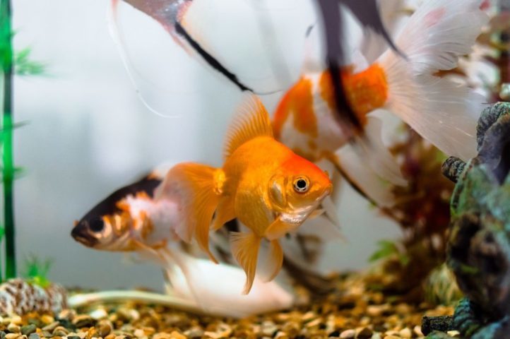 水槽内を泳ぐオレンジ色の金魚と砂利を敷いた底面