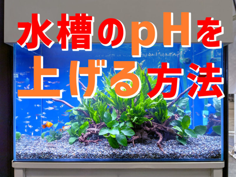 水槽のpHを上げる方法の文字と水草水槽の見出し画像