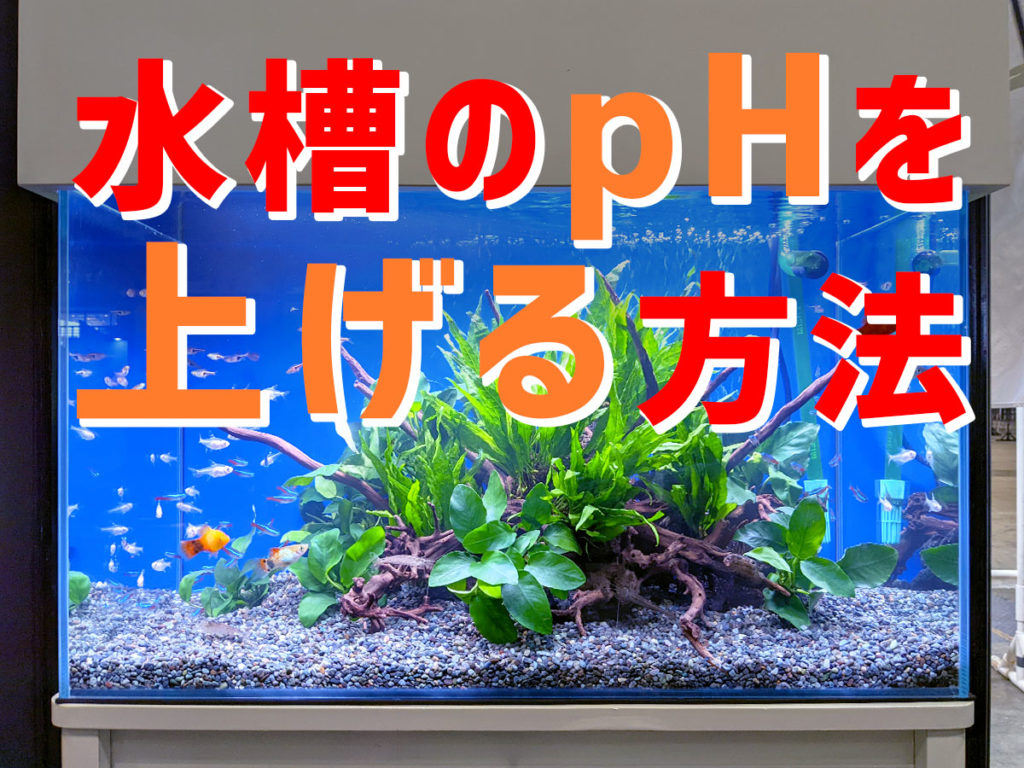 水槽のpHを上げる方法!プロが実践する飼育水のpH管理と解決策のサムネイル画像