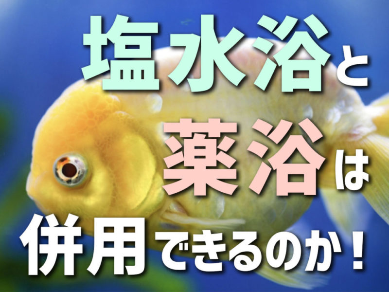 塩水浴と薬浴は併用できるのか！の文字と金魚の見出し画像