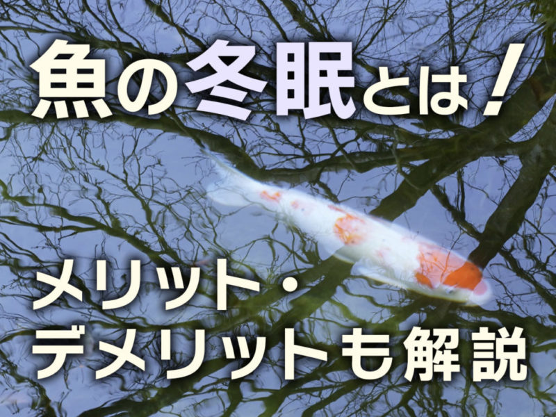 魚の冬眠のメリットとデメリットを解説する見出し画像