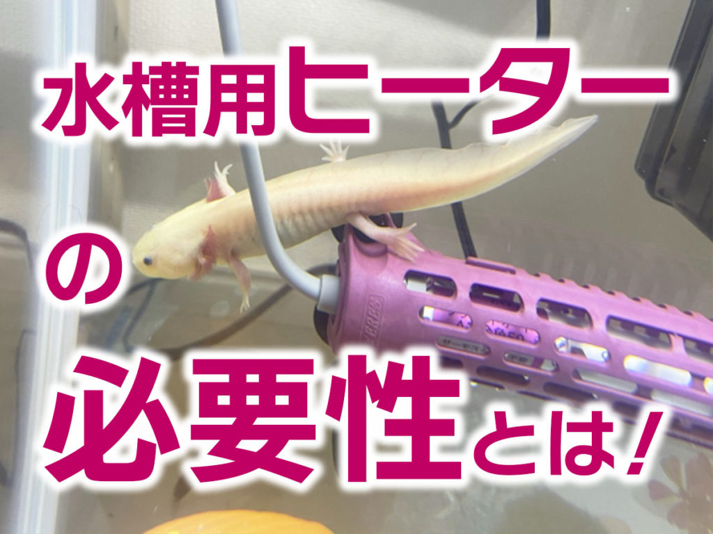 水槽用ヒーターの必要性とおすすめ使用法!熱帯魚水槽を効率よく保温のサムネイル画像