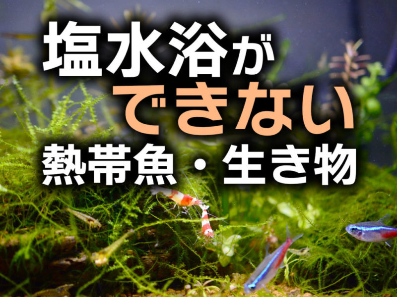 塩水浴ができない熱帯魚・生き物の見出し画像