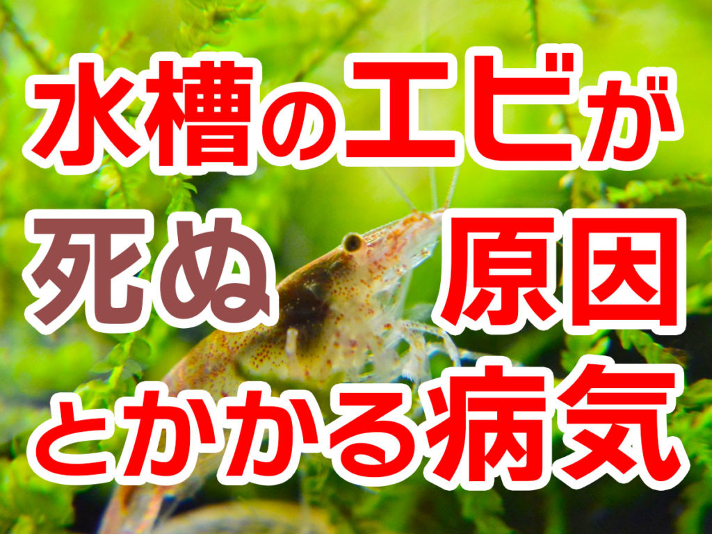 エビが死んだ！水槽のエビが死ぬ原因とかかる病気を解説いたします！のサムネイル画像