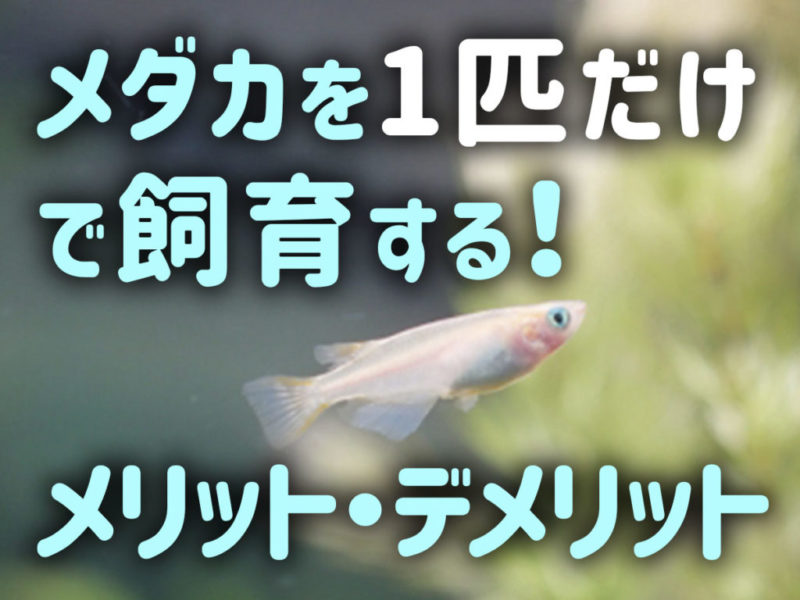 メダカを1匹だけで飼育するメリットデメリットの見出し画像