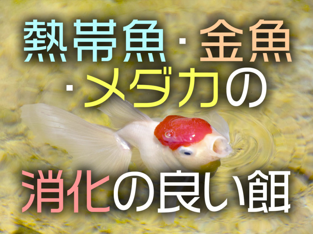 消化が良い熱帯魚・メダカ・金魚の餌10選!選び方と買い替えとはのサムネイル画像