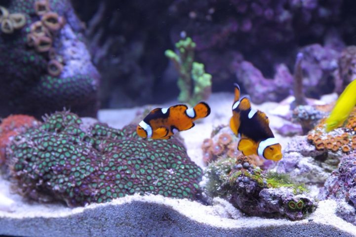 サンゴ水槽を泳ぐ2匹のクマノミと黄色い海水魚