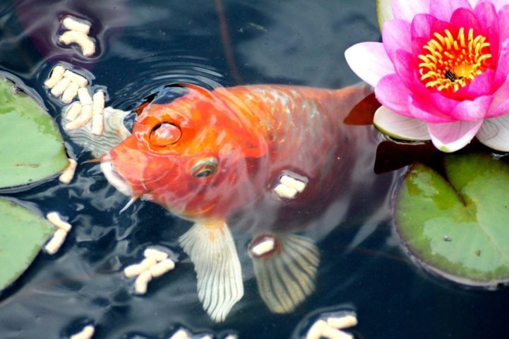 睡蓮の花の横で浮上して餌を食べるオレンジ色の鯉