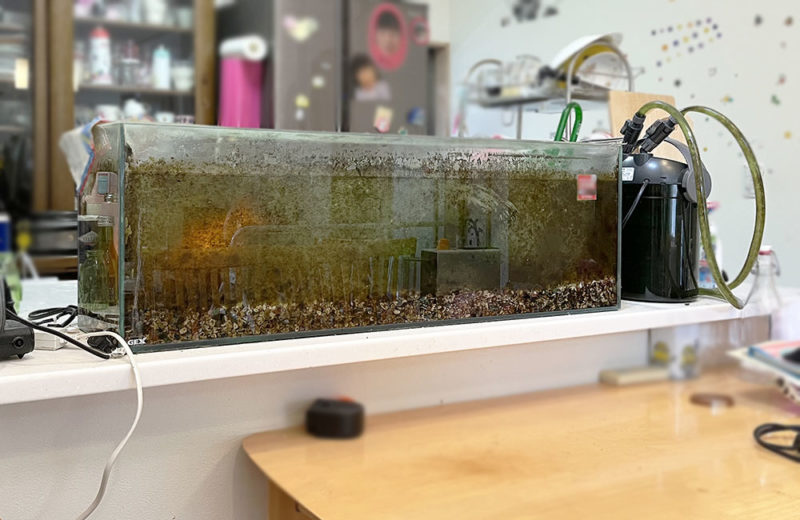 金魚水槽を掃除!コケとフィルター掃除のスポットメンテナンス事例 水槽画像3