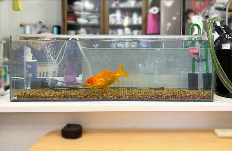 金魚水槽を掃除!コケとフィルター掃除のスポットメンテナンス事例 水槽画像2